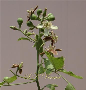  Inflorescence